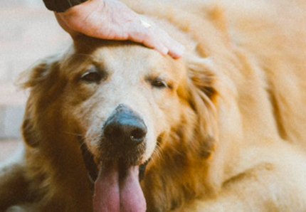Le città pet-friendly
